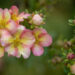 Potentilla `Double Punch Peach` harilik põõsasmaran (1)