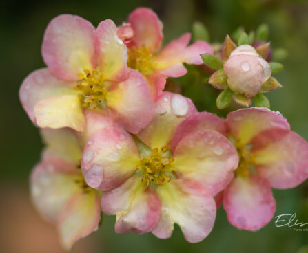 Potentilla `Double Punch Peach` harilik põõsasmaran (2)