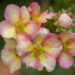 Potentilla `Double Punch Peach` harilik põõsasmaran (2)