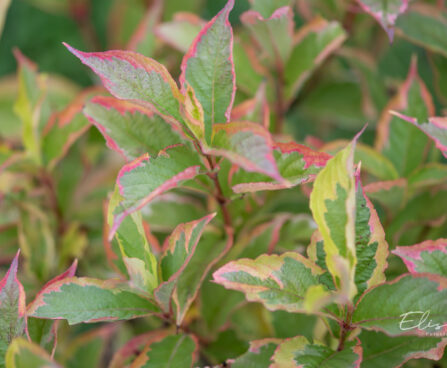 Weigela florida `Nana Variegata` kaunis veigela (1)