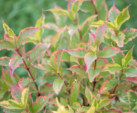 Weigela florida `Nana Variegata` kaunis veigela (2)