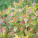 Weigela florida `Nana Variegata` kaunis veigela (2)