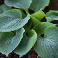 710_8422_Hosta_Hadspen_Blue.JPG