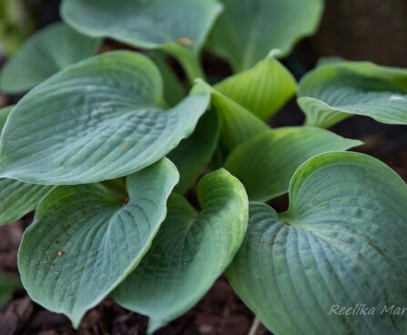 710_8422_Hosta_Hadspen_Blue.JPG