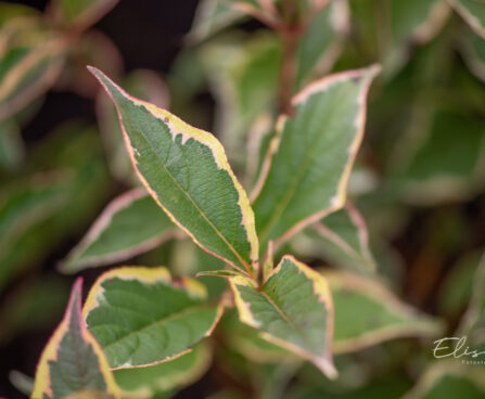 Weigela florida `Nana Variegata` kaunis veigela (3)