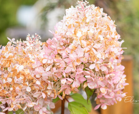 Hydrangea paniculata `Phantom` aed-hortensia