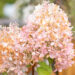 Hydrangea paniculata `Phantom` aed-hortensia