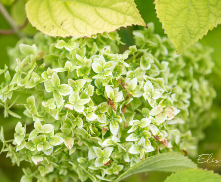 Hydrangea arborescens `Annabelle` puis-hortensia