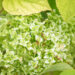 Hydrangea arborescens `Annabelle` puis-hortensia