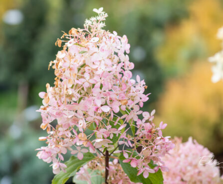 Hydrangea paniculata `Phantom` aed-hortensia (2)