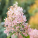 Hydrangea paniculata `Phantom` aed-hortensia (2)