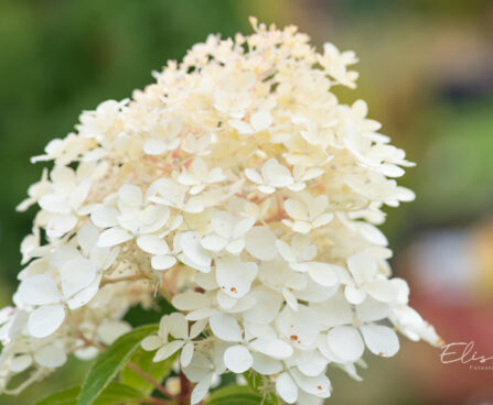 Hydrangea paniculata `Phantom` aed-hortensia