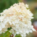 Hydrangea paniculata `Phantom` aed-hortensia