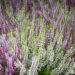 Calluna vulgaris `Twin` kanarbik