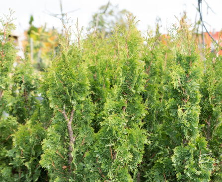 Thuja occidentalis `Brobeck's Tower` harilik elupuu (1)