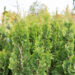 Thuja occidentalis `Brobeck's Tower` harilik elupuu (1)