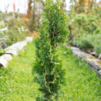 Thuja occidentalis `Brobeck's Tower` harilik elupuu (2)