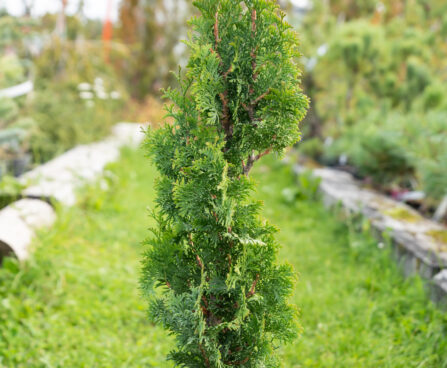 Thuja occidentalis `Brobeck's Tower` harilik elupuu (2)