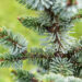 Picea omorika `De Ruyter` serbia kuus´k (1)