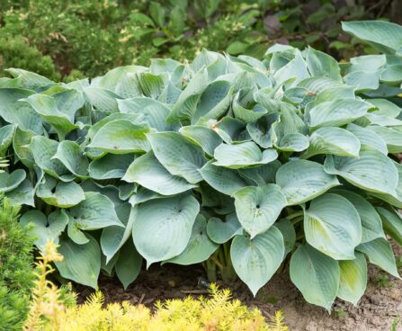 710_8636_Hosta_Hadspen_Blue.JPG