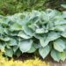 710_8636_Hosta_Hadspen_Blue.JPG