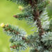 Picea omorika `De Ruyter` serbia kuus´k (2)