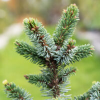 Picea omorika `De Ruyter` serbia kuus´k (3)