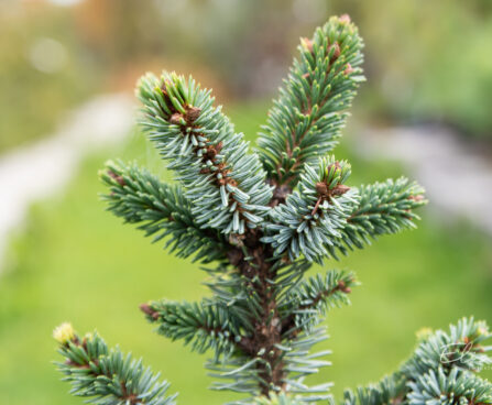 Picea omorika `De Ruyter` serbia kuus´k (3)