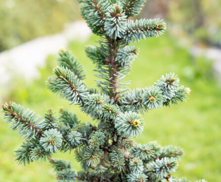 Picea omorika `De Ruyter` serbia kuus´k (4)