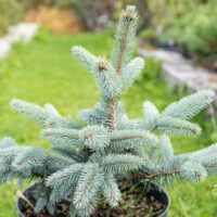Picea pungens `Baby Blue Eyes` torkav kuusk (1)