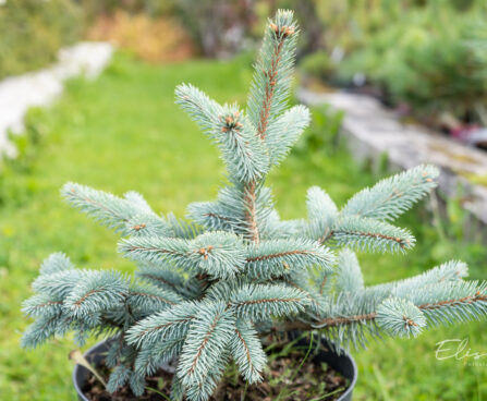 Picea pungens `Baby Blue Eyes` torkav kuusk (1)