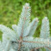 Picea pungens `Baby Blue Eyes` torkav kuusk (2)