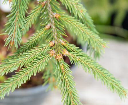 Picea abies `Finedonensis` harilik kuusk (1)