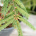 Picea abies `Finedonensis` harilik kuusk (1)
