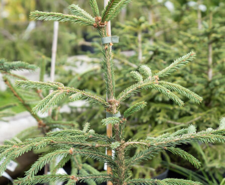 Picea abies `Finedonensis` harilik kuusk (2)