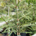 Picea abies `Finedonensis` harilik kuusk (2)
