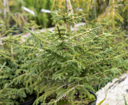 Picea orientalis `Golden Start` idakuusk (1)