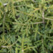 Picea orientalis `Golden Start` idakuusk (2)