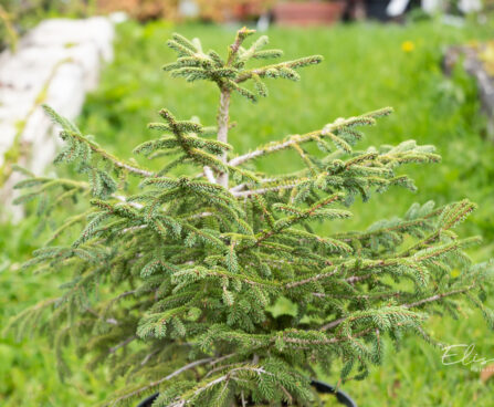 Picea orientalis `Golden Start` idakuusk (3)