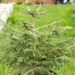 Picea orientalis `Golden Start` idakuusk (3)