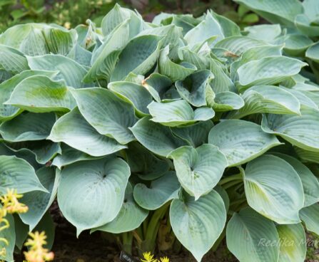 710_8637_Hosta_Hadspen_Blue_2.JPG