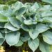 710_8637_Hosta_Hadspen_Blue_2.JPG