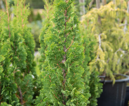 Thuja occidentalis `Degroot`s Spire` harilik elupuu (1)