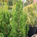 Thuja occidentalis `Degroot`s Spire` harilik elupuu (1)