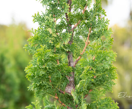 Thuja occidentalis `Degroot`s Spire` harilik elupuu (2)