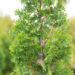 Thuja occidentalis `Degroot`s Spire` harilik elupuu (2)