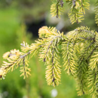 Picea omorika `Aurea` serbia kuusk