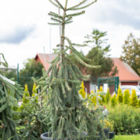 Picea abies `Frohburg` harilik kuusk