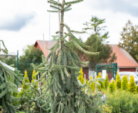 Picea abies `Frohburg` harilik kuusk