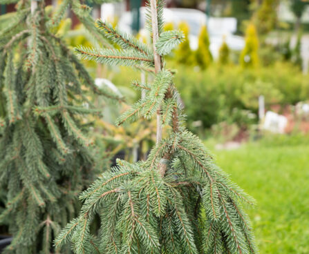 Picea omorika `Pendula` serbia kuusk